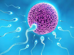 Functional Medicine Causes of Infertility: 10 Hidden Root Causes of “Unexplained Infertility”